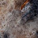 Гранит WA389 WILSHIRE AMBER