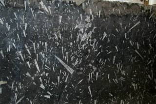 Мрамор FOSSIL BLACK (ФОССИЛ БЛЭК )